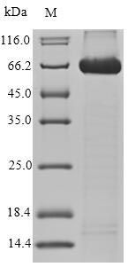 Greater than 90% as determined by SDS-PAGE.