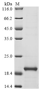 Greater than 90% as determined by SDS-PAGE.