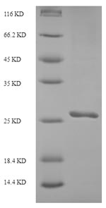 Greater than 90% as determined by SDS-PAGE.