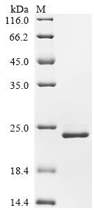 Greater than 90% as determined by SDS-PAGE.