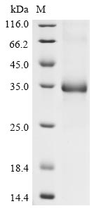 Greater than 90% as determined by SDS-PAGE.