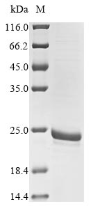 Greater than 85% as determined by SDS-PAGE.