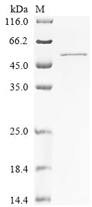 Greater than 85% as determined by SDS-PAGE.