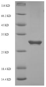 Greater than 90% as determined by SDS-PAGE.