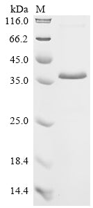 Greater than 85% as determined by SDS-PAGE.