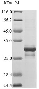 Greater than 90% as determined by SDS-PAGE.