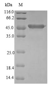 Greater than 90% as determined by SDS-PAGE.