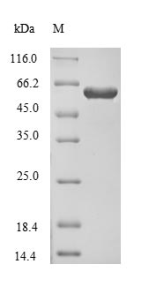 Greater than 90% as determined by SDS-PAGE.