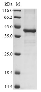 Greater than 85% as determined by SDS-PAGE.