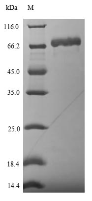 Greater than 90% as determined by SDS-PAGE.