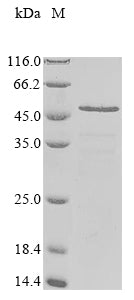 Greater than 85% as determined by SDS-PAGE.