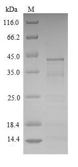 Greater than 90% as determined by SDS-PAGE.