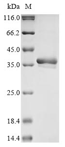 Greater than 85% as determined by SDS-PAGE.