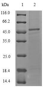 Greater than 90% as determined by SDS-PAGE.