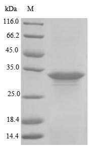 Greater than 85% as determined by SDS-PAGE.