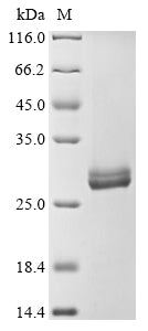 Greater than 90% as determined by SDS-PAGE.