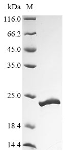 Greater than 90% as determined by SDS-PAGE.