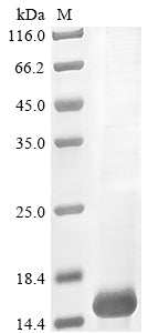 Greater than 85% as determined by SDS-PAGE.