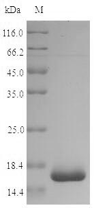 Greater than 90% as determined by SDS-PAGE.