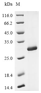 Greater than 85% as determined by SDS-PAGE.