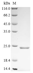 Greater than 90% as determined by SDS-PAGE.