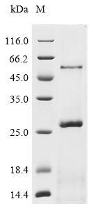 Greater than 90% as determined by SDS-PAGE.