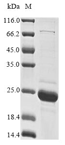 Greater than 85% as determined by SDS-PAGE.