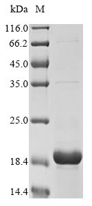 Greater than 90% as determined by SDS-PAGE.