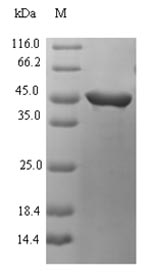 Greater than 90% as determined by SDS-PAGE.