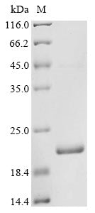 Greater than 90% as determined by SDS-PAGE.