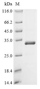 Greater than 90% as determined by SDS-PAGE.