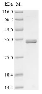 Greater than 90% as determined by SDS-PAGE.