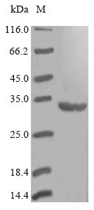 Greater than 90% as determined by SDS-PAGE.