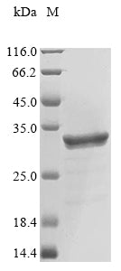 Greater than 90% as determined by SDS-PAGE.