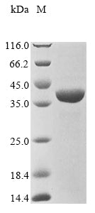 Greater than 90% as determined by SDS-PAGE.