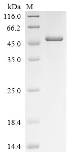 Greater than 85% as determined by SDS-PAGE.