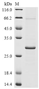 Greater than 85% as determined by SDS-PAGE.