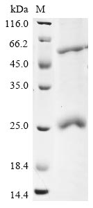 Greater than 85% as determined by SDS-PAGE.