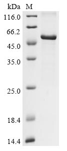 Greater than 85% as determined by SDS-PAGE.