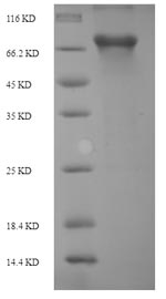 Greater than 90% as determined by SDS-PAGE.