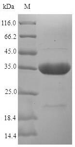 Greater than 90% as determined by SDS-PAGE.