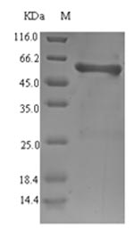 Greater than 90% as determined by SDS-PAGE.