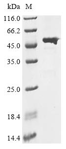 Greater than 90% as determined by SDS-PAGE.