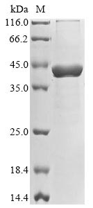 Greater than 90% as determined by SDS-PAGE.