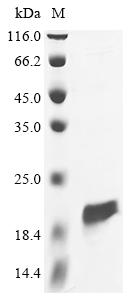 Greater than 90% as determined by SDS-PAGE.