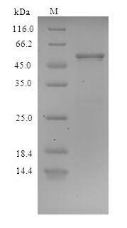 Greater than 90% as determined by SDS-PAGE.