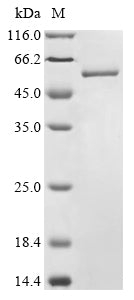 Greater than 85% as determined by SDS-PAGE.