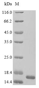 Greater than 85% as determined by SDS-PAGE.