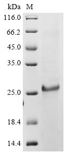 Greater than 85% as determined by SDS-PAGE.