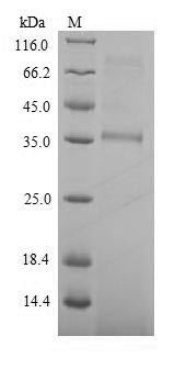 Greater than 90% as determined by SDS-PAGE.